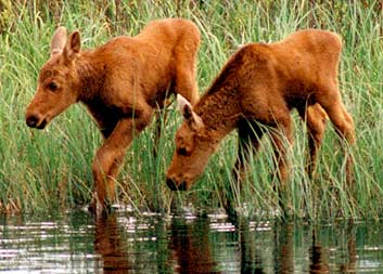 Moose Twins