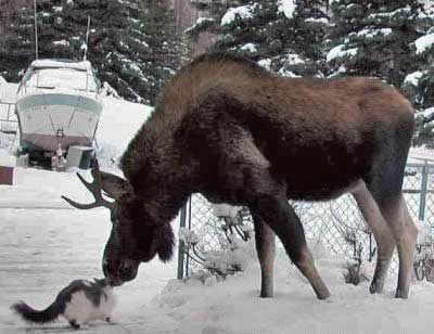 Cat and Moose