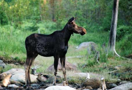 Rangeley, Maine Moose