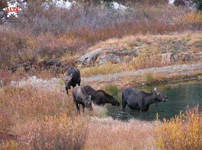 Moose in Alta, Utah