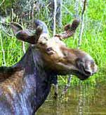 Moose