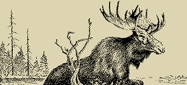 Moose