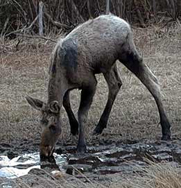Adolescent Moose